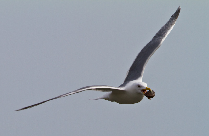 Gull With Clam